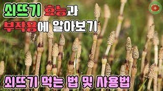 쇠뜨기 효능과 부작용에 알아보기..쇠뜨기 먹는 법 및 사용법 | SHARE 건강정보