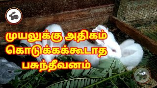 #முயலுக்கு# அதிகம் கொடுக்கக் கூடாத# பசுந்தீவனம்#