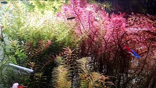 Rotala Blood Red - Care