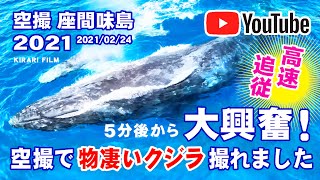 【空撮・座間味島】ホエールチェイス！凄いクジラが撮れました！／安室島南・親子鯨\u0026エスコート３頭・2021/02/24