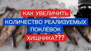 Этот СОВЕТ,  ПРИНОСИТ РЕЗУЛЬТАТ при ловле ХИЩНИКА на ЖЕРЛИЦЫ!