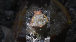 Jawfish with his egges #fish #jawfish #shorts