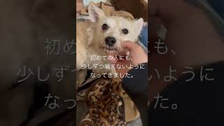 【凶暴】元噛みつき犬の保護犬に手を差し出してみると… #shorts #保護犬 #犬 #ミックス犬 #噛みつき犬 #時間をかけて #愛情たっぷり #まずは信用してもらえるように #人間は怖くないよ