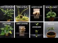 Growing Plants Time Lapse Compilation #4 - 475 Days In 8 Minutes