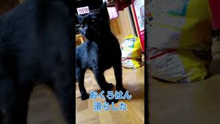 トイレ掃除の邪魔をするから滑らした　#shorts #猫 #blackcat