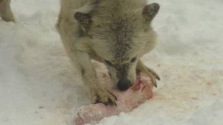 シンリンオオカミ 年女キナコ特別メニュー~Wolf Pack at the Maruyama Zoo