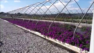 Best Perennials - Verbena 'Homestead Purple' (Creeping Vervain)