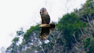 熊鷹飛翔之一 Mountain Hawk-Eagle 2023 1/25