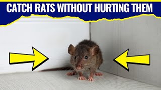 Humane Ways to Catch and Release Rats in the House