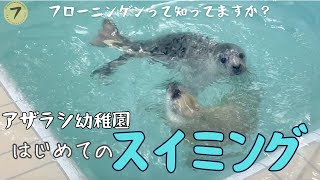 アザラシ幼稚園　ハイイロアザラシはじめてのスイミング！