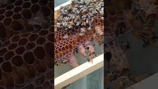 ‼️นางพญาผึ้ง🐝❓🤔✨ #ผึ้ง #bee #bees #shortvideo #beekeer  #beekeeping #beeksebergen #beekeeperlife