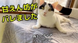 頭を優先して撫でてください【保護ネコあやめ、里親さん募集中】