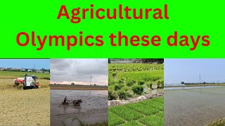 Agricultural Olympic days