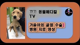 우리 강아지가 쇼파에서 뛰어내려서 다쳤어요ㅠㅠ  [가을이(골든리트리버)가 골절 수술을 받았어요!]