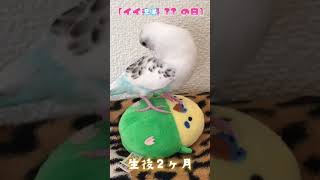 【いい夫婦の日】いつまでも変わらぬ愛を...   #shorts #ハルクイン #セキセイインコ