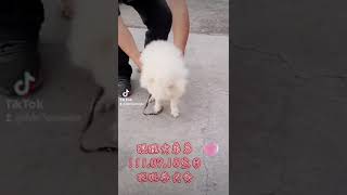 旺旺谷犬舍-狐狸犬弟弟