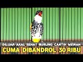 BURUNG MEWAH HARGA MURAH CUMA 30 RIBU CUCAK ROWO AJA GAK SECANTIK INI