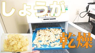 【乾燥生姜】しょうがを乾燥（プチミニⅡ）