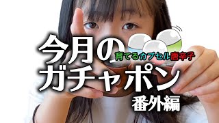 今月のガチャポン【番外編】種を蒔く！【育てるカプセル唐辛子】【育てるカプセル日本の薬味】