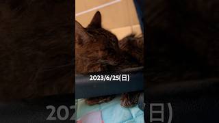 今日からやっと自宅点滴になりました#シニア猫 #ねこ #ねこ動画 #猫闘病中 #扁平上皮癌 #shortsvideo #shorts #short