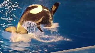 Orkid & Makani  during the 6 p.m. Orca Encounter show (San Diego, California)