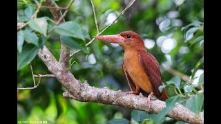 Ruddy Kingfisher Mar2023 in Malaysia Selangor