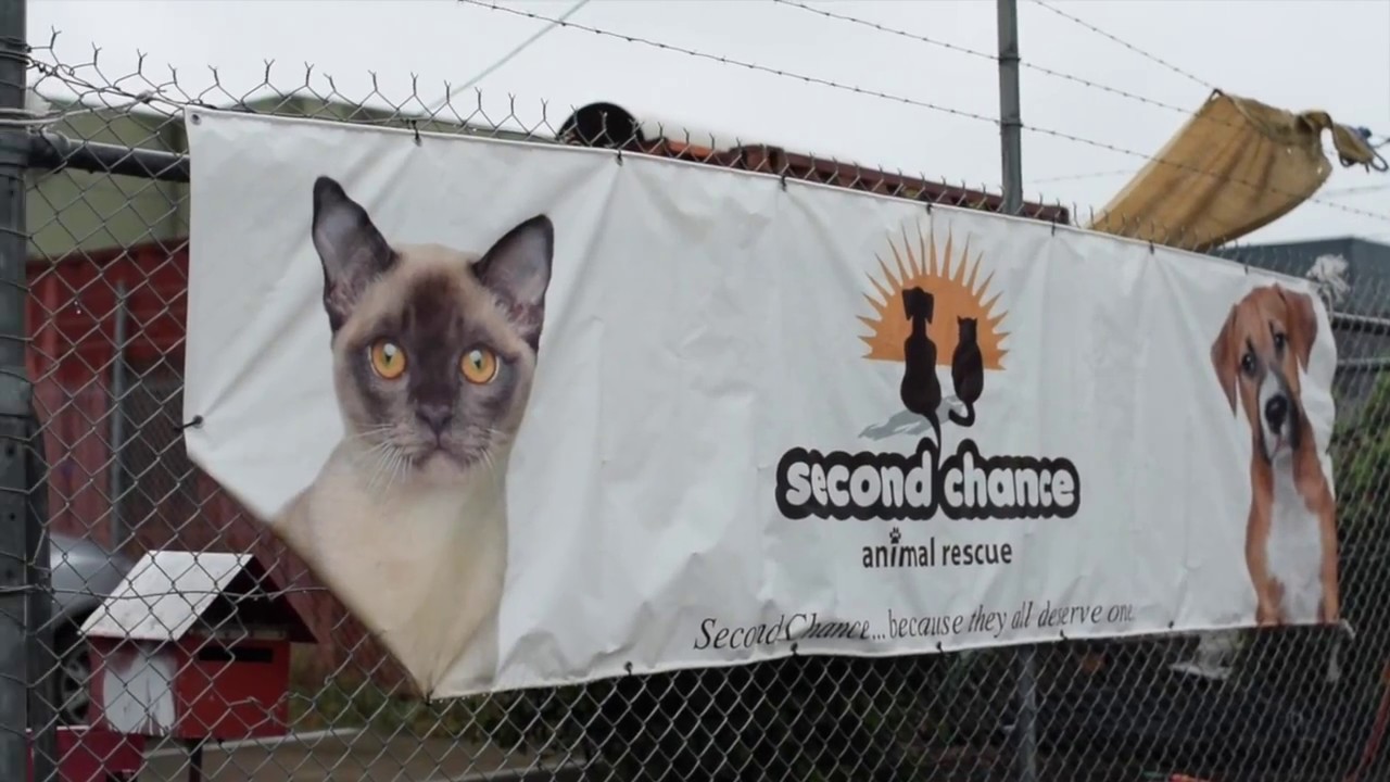 Second Chance Animal Rescue Youtube