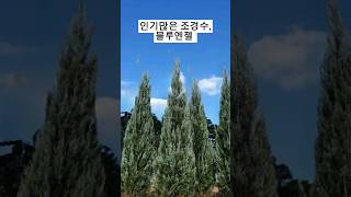 🌲 블루엔젤 인기많은 조경수를 소개합니다 🌲