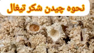 نحوه چیدن شکر تیغال در بیابان