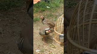 chakor fight #birds #keklik #sesi #hunting #hunter #dasi #madi #female #awaz #sound #turkey #viral