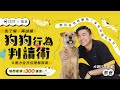 黏人小比熊，曾是怕人繁殖犬！？｜熊爸估狗