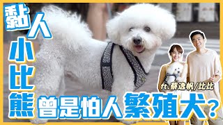 黏人小比熊，曾是怕人繁殖犬！？｜熊爸估狗