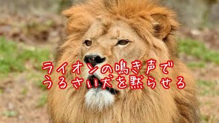 ライオン鳴き声 害鳥を追い払ったり鳴きやまない犬を黙らせる音、迷惑な吠える犬に効果的！