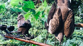 លលកព្រៃនេះកាច់ណាស់ Happy Trap ❤️ #chimcugay #birds #birdtrap #tekukur