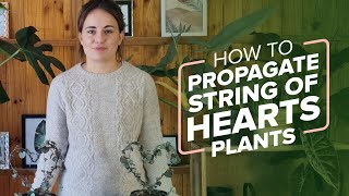 How To Propagate String of Hearts Plants in 4 Different Ways