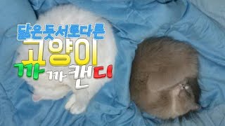 [까까캔디] 같은듯 다른 고양이