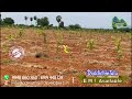 doddichintala latest kanigiri * near veligonda project * erra chandhanam plantation *