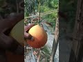 vietanam red pomelo plants gardening mango terracegarden