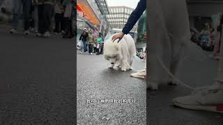 我可以淋雨 但我的狗不行 萨摩耶 它真的好像个小宝宝 带着狗狗去旅行 不养狗不知道养狗的乐趣 萌宠出道计划