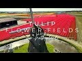 Experience the Breathtaking Tulips of Holland 🌷 4K Drone Tour