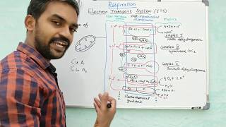 Electron Transport System | Respiration | ETS | Senthilnathan | Tamil