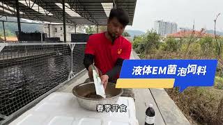 干货分享锦鲤开春该如何投喂！#锦鲤鱼 #养鱼经验分享