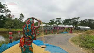 ধান ।। কুলা দিয়ে ধান উড়ানো ।। কুলা দিয়ে ধান ঝারা ।।গ্রামের জীবনযাত্রা ।। Paddy process in Bangladesh