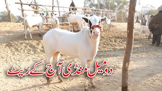 Today Domail Mandi Fatehjang Rate’s update13Dec2024-Part04Sunny Video Fateh Jang Cow Mandi 2024