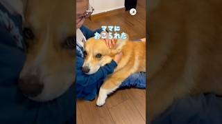 「ママに怒られたよー」お姉ちゃんに甘える犬｜PECO #pecomusic #コーギー #犬 #愛犬家 #コーギーのいる暮らし #corgi #dog #doglover #corgilife