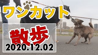 【葛飾区中川】犬の散歩ワンカット撮り(20201202)