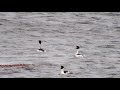 hooded grebe courtship dance