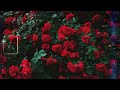 กุหลาบ (Rose) | Shineboys「Official Audio」