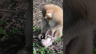 FLORA FLORIN Baby so_adorable👶❤️AG1  #shorts #animals #viral #shortsvideo #youtubeshorts #monkeys