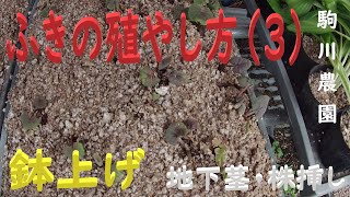 ふきの殖やし方（3）　地下茎繁殖鉢上げ　目指せ100品目　邑南町　駒川農園　21.3.6